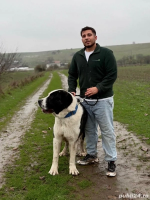 mascul de asia centrala  - imagine 2