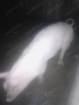 vand purcel - imagine 4