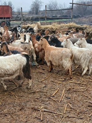 Capre de rasă de vânzare  - imagine 5