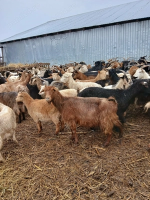 Capre de rasă de vânzare  - imagine 4