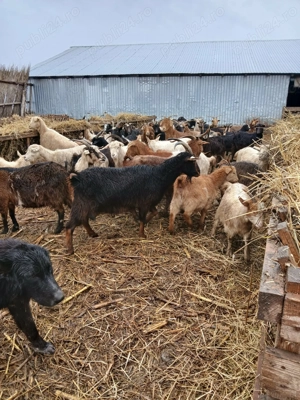 Capre de rasă de vânzare  - imagine 3