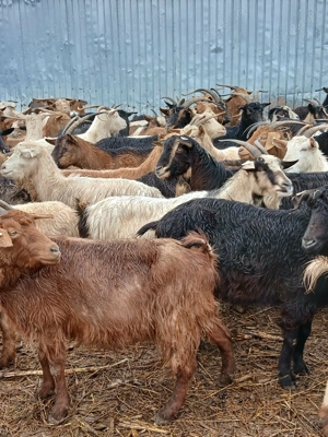 Capre de rasă de vânzare  - imagine 2