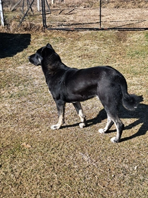 Femelă Kangal - imagine 4