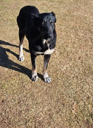 Femelă Kangal - imagine 2