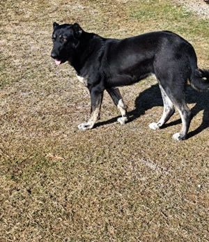 Femelă Kangal - imagine 3