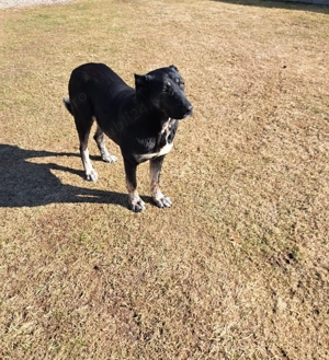 Femelă Kangal - imagine 5