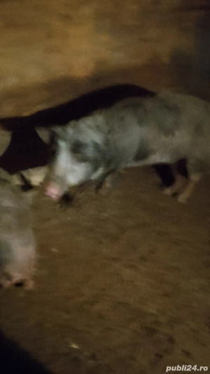 vand porc jud cj sat feiurdeni   - imagine 3