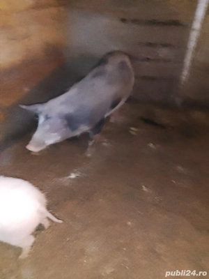 vand porc jud cj sat feiurdeni  