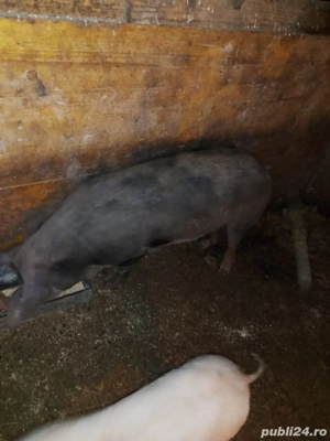 vand porc jud cj sat feiurdeni   - imagine 2