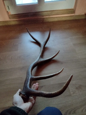 vand  CORN   5raze 90cm