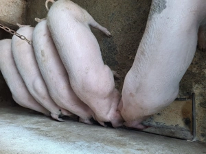 Vind grasuni 5 luni - imagine 4