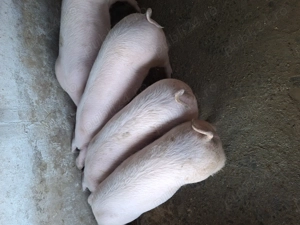 Vind grasuni 5 luni - imagine 3