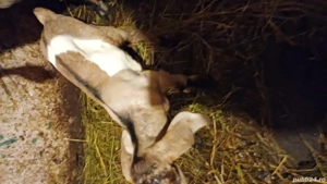 Tapisori anglo nubiene