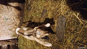 Tapisori anglo nubiene - imagine 3