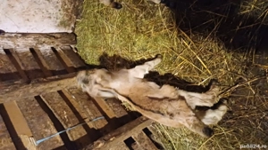 Tapisori anglo nubiene - imagine 4