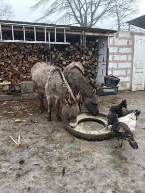 Măgărițe gestante! - imagine 2