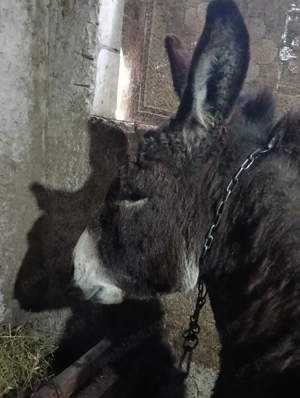 Măgărițe gestante!