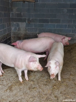 Porci de vanzare