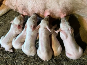 scroafă cu purcei  - imagine 3