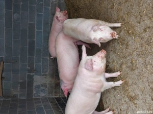 Porci de vanzare - imagine 3
