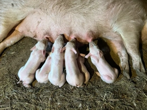 scroafă cu purcei  - imagine 4