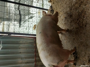 Porci de vanzare - imagine 2