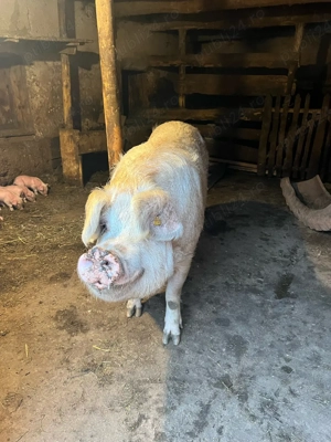 scroafă cu purcei  - imagine 5