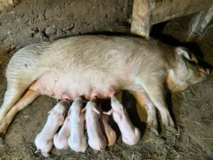 scroafă cu purcei  - imagine 2