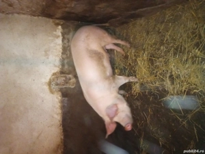 Vând porc  - imagine 2