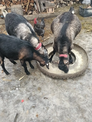 capre tinere gestante  - imagine 2