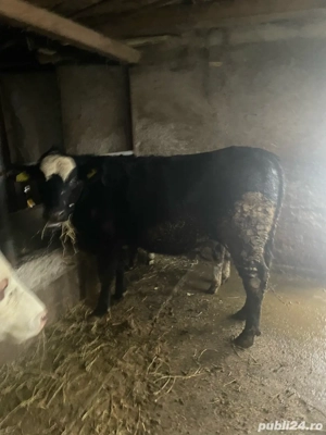 vand junica angus  - imagine 2