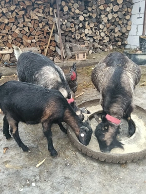 capre tinere gestante  - imagine 3