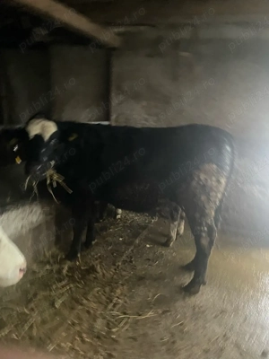 vand junica angus  - imagine 4