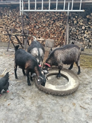 capre tinere gestante 