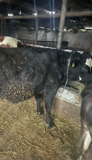 vand junica angus  - imagine 5