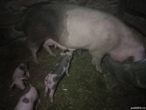 scroafă cu 7 purcei