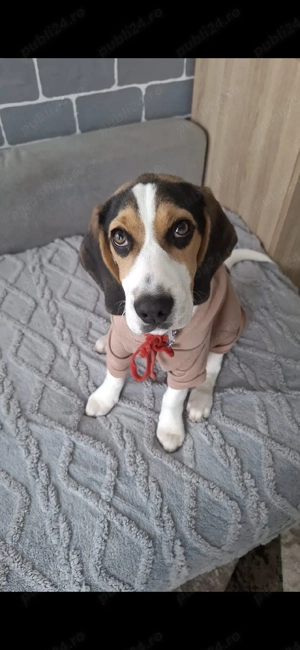 ofer spre adopție  - imagine 3