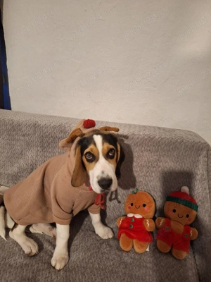 ofer spre adopție  - imagine 2