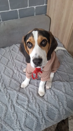 Vând câine beagle 