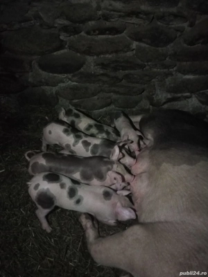 scroafă cu 7 purcei - imagine 4
