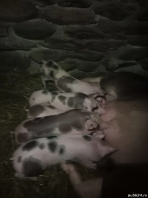 scroafă cu 7 purcei - imagine 3