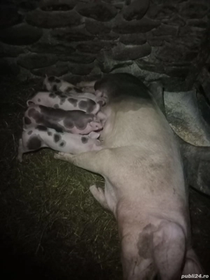 scroafă cu 7 purcei - imagine 2