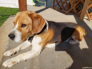 Donez beagle tricolor - imagine 3