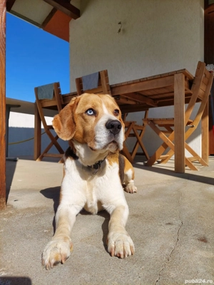 Donez beagle tricolor - imagine 2
