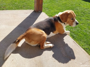 Donez beagle tricolor