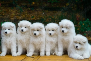 Samoyed 3 luni   Mascul, vaccinări, microcip, părinți campioni,