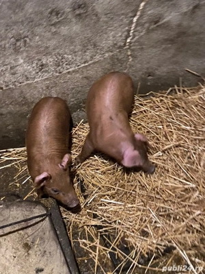 purcei duroc de vanzare