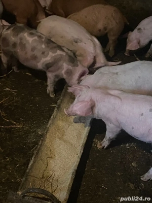 purcei pietrean de vanzare castrati