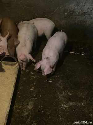 purcei pietrean de vanzare castrati - imagine 3