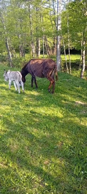 magarita cu pui mic  - imagine 5